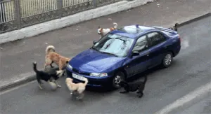 dogs.gif