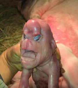 cochon-mutant-pig-2.jpg