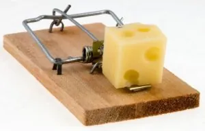 tmp_7026-mouse-trap-bait814574482.jpg