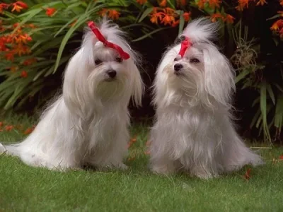 chiens-jumeaux.jpg