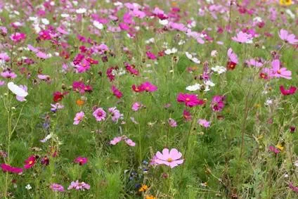 jardin-s.jpg