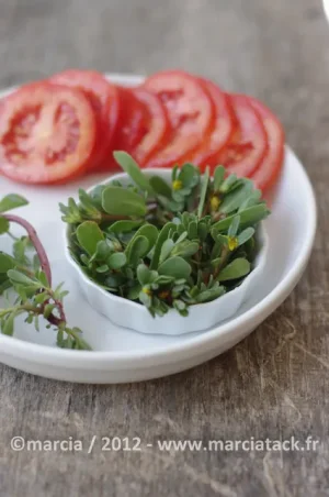 salade-pourpier-001.jpg