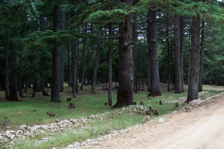 Foret de cedres Azrou.jpg