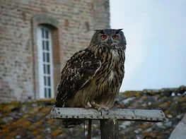 263px-Hibou_grand_duc.jpg