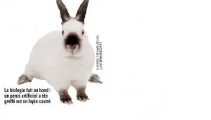 lapin.JPG