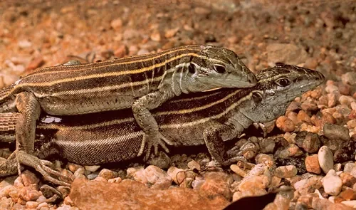 cnemidophorus-uniparens.jpg