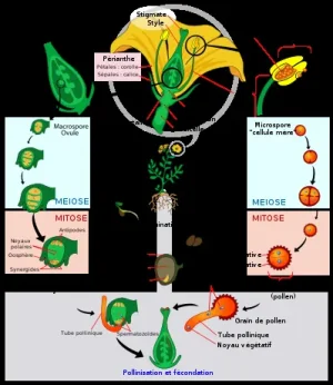 399px-Angiosperm_life_cycle_diagram-fr_svg.png