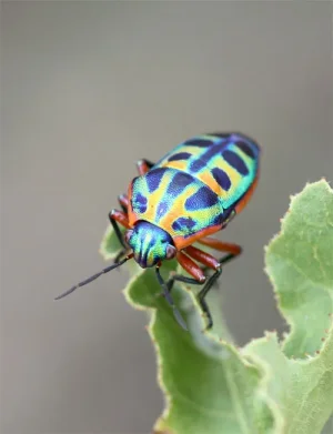 rainbow-bugLR1.jpg