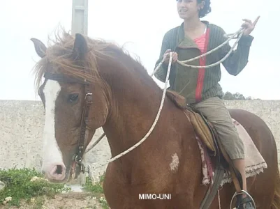 cheval.jpg