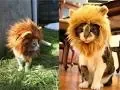 le roi chalion.jpg