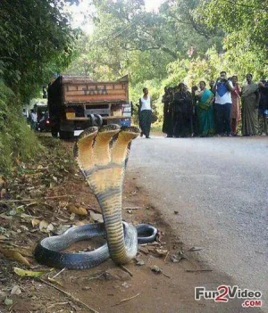 three-headed-snake-king-cobra.jpg