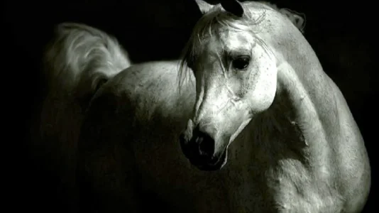animals_hdwallpaper_the-grey-arabian_71023.jpg