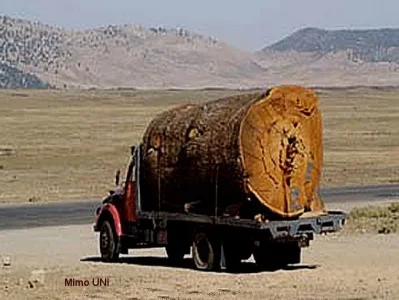 cedre_maroc.jpg