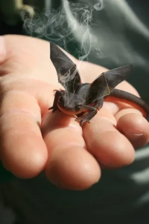 mini-dragon.jpg