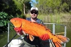 ob_8bc522_un-poisson-geant-attrape-par-les-cherc.jpg
