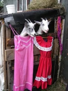 dress.jpg