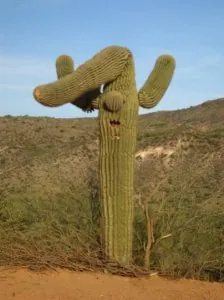 caktus.jpg