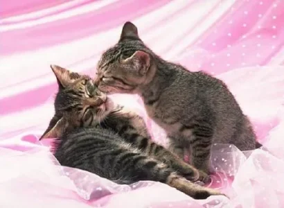 chat-20bisous-4052618bdc.jpg